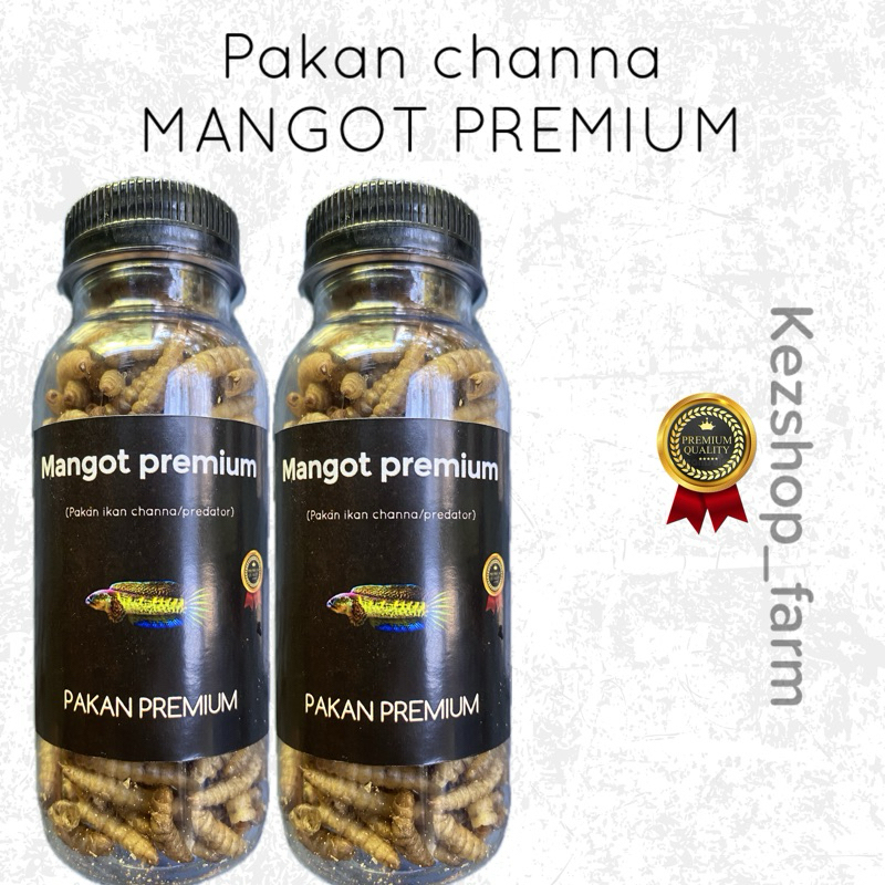 manggot Premium pakan channa /Aasiatica Ws Maru limbata