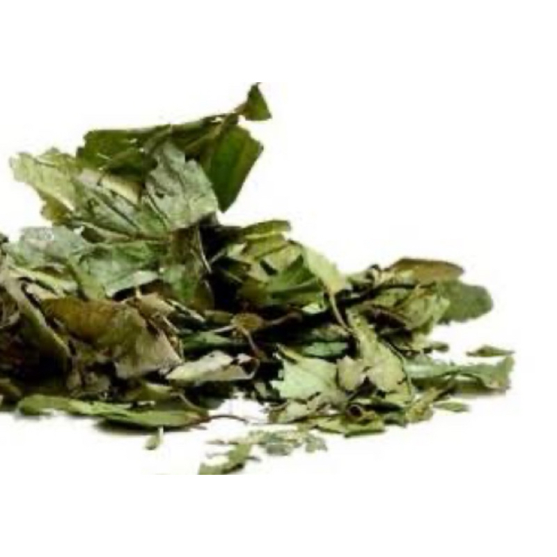 

Jual daun sangitan kering sambucus javanica kering-az