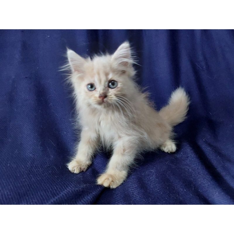 kitten persia bulu kapas orange