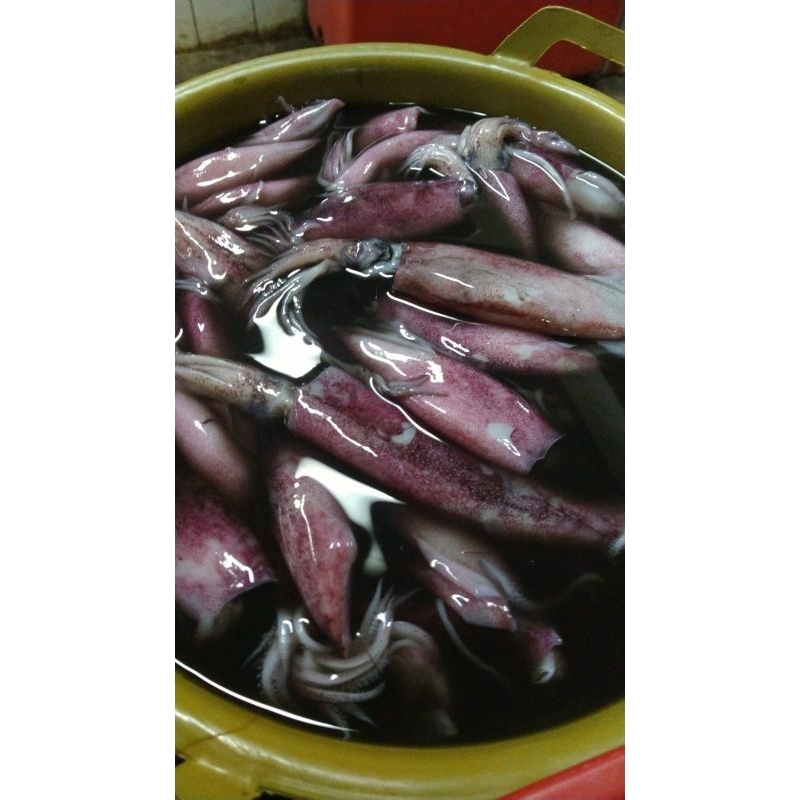 

ikan cumi segar 500gr