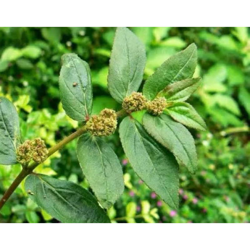 

Daun patikan kebo segar petik langsung-az