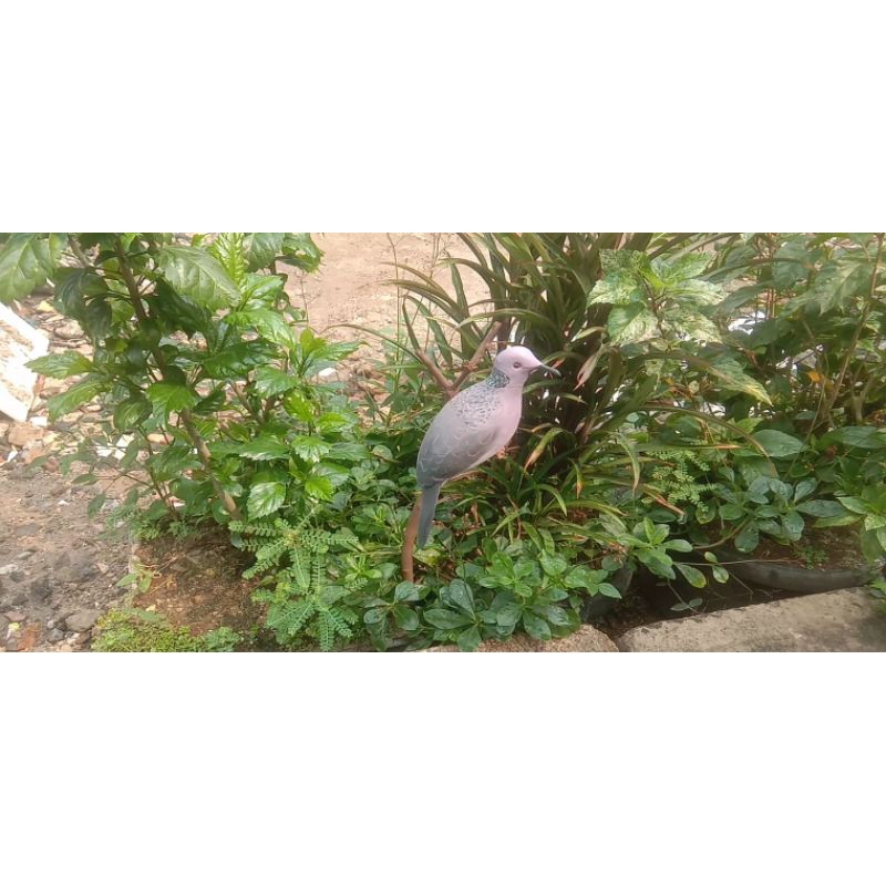 jontrot burung tekukur