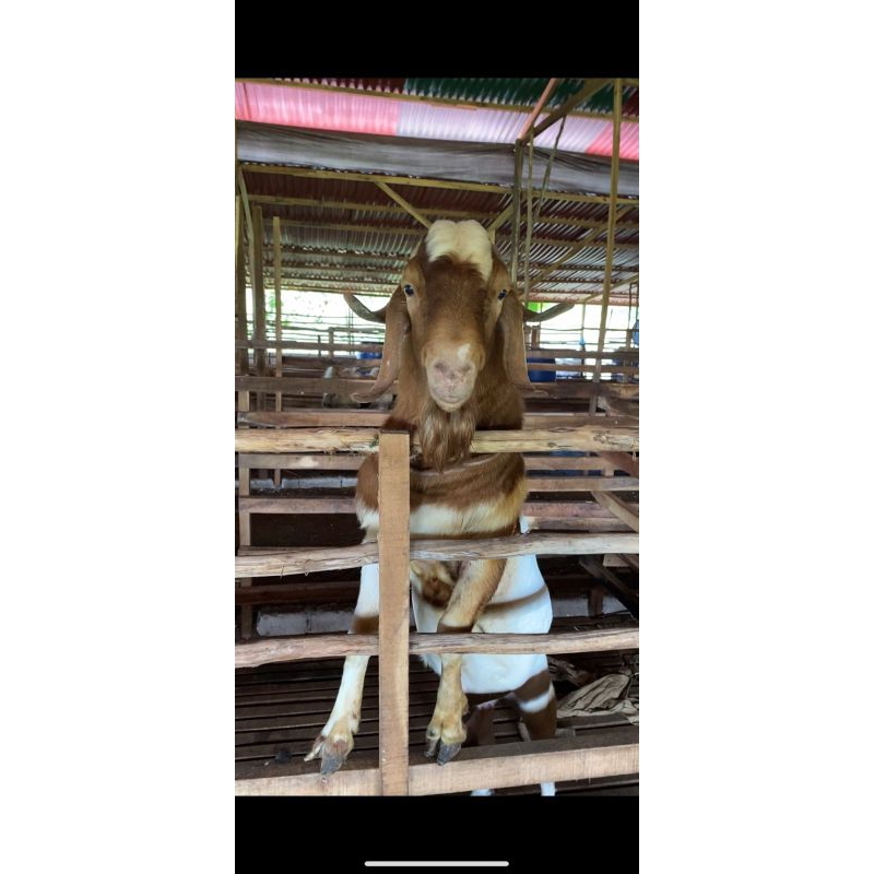 Kambing Qurban, Aqiqah, indukan, dll