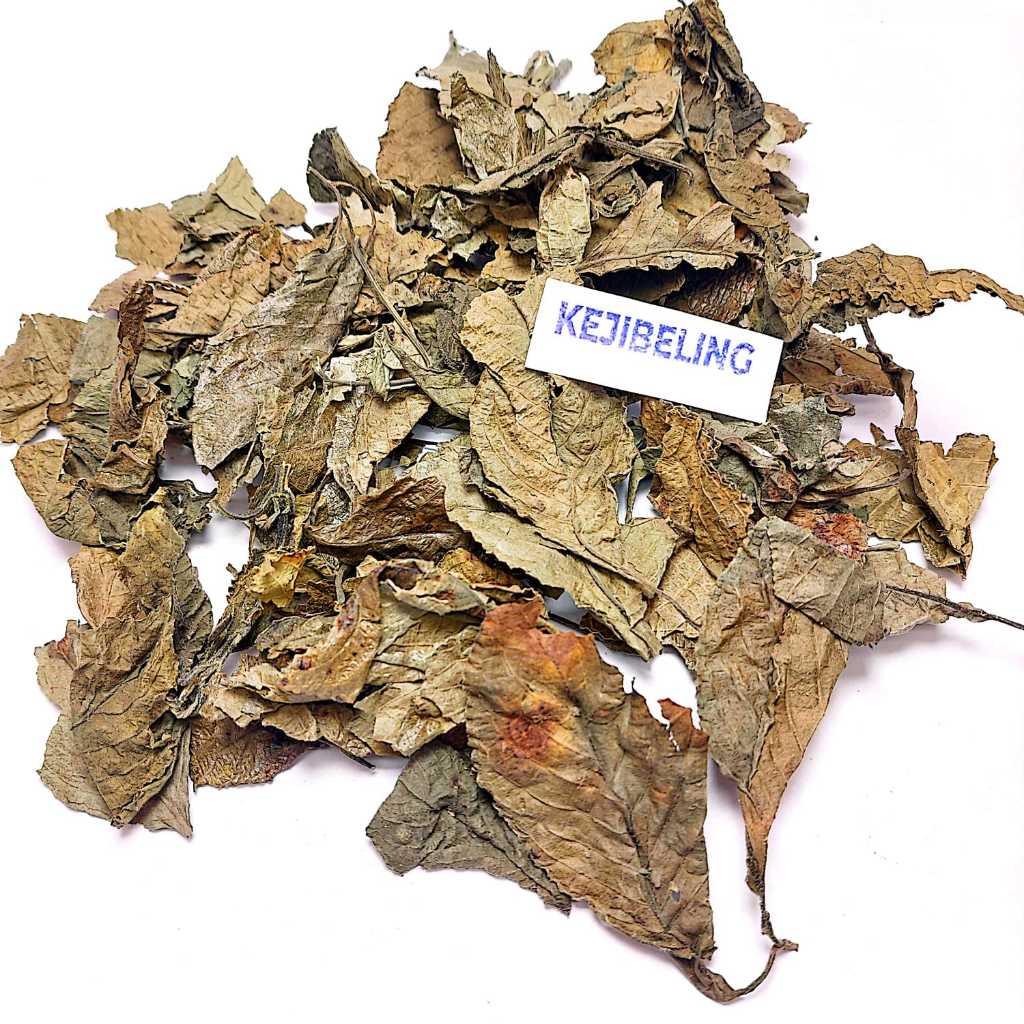 

600 gram - Daun Keji Beling/Pecah Beling Kering Herbal / Obat Batu Ginjal Kencing Manis Wasir