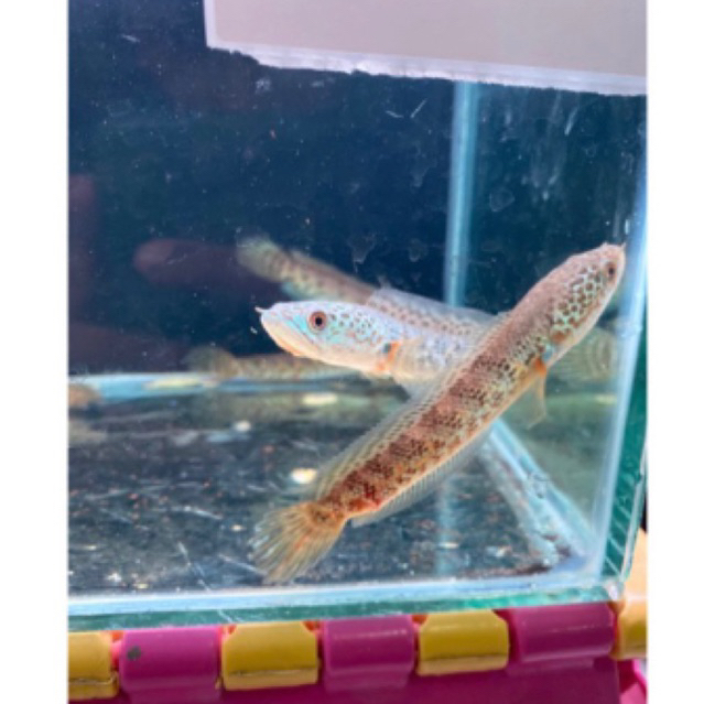 Auranti Grade B 8-15cm ( Tidak bergaransi )