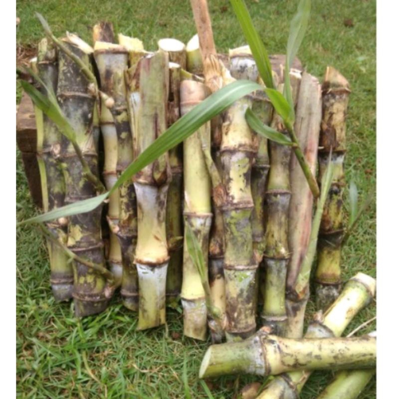 bibit telur tebu . benih telur tebu  isi 10 batang