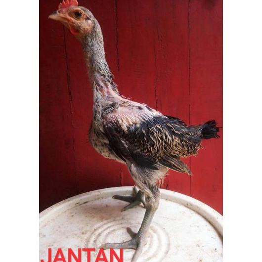 KODE T42V Ciak Anakan Ayam Pelung Jumbo Asli Original sehat gemuk