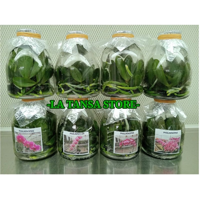 Bibit Botol Anggrek Bulan / Phalaenopsis