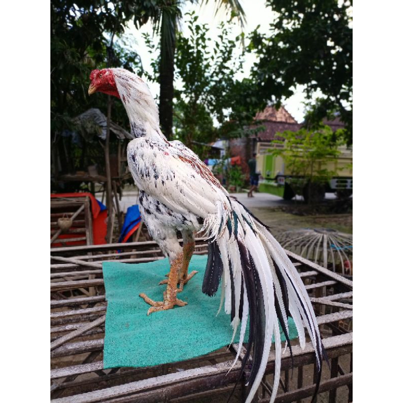 Telur fertil ayam ekor lidi