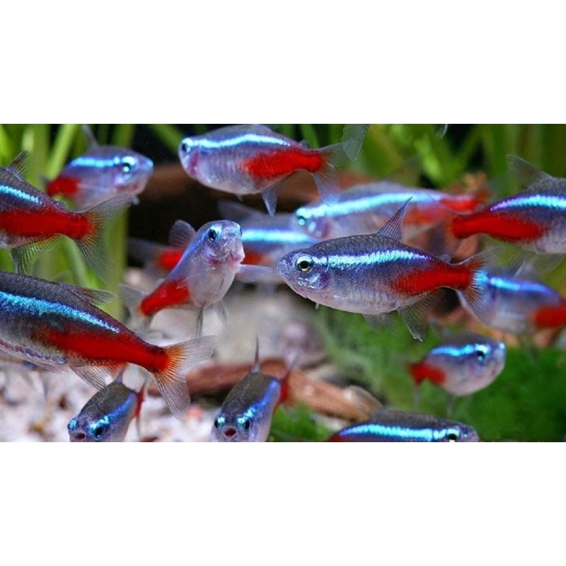 hiasan aquarium neon tetra  paket 50