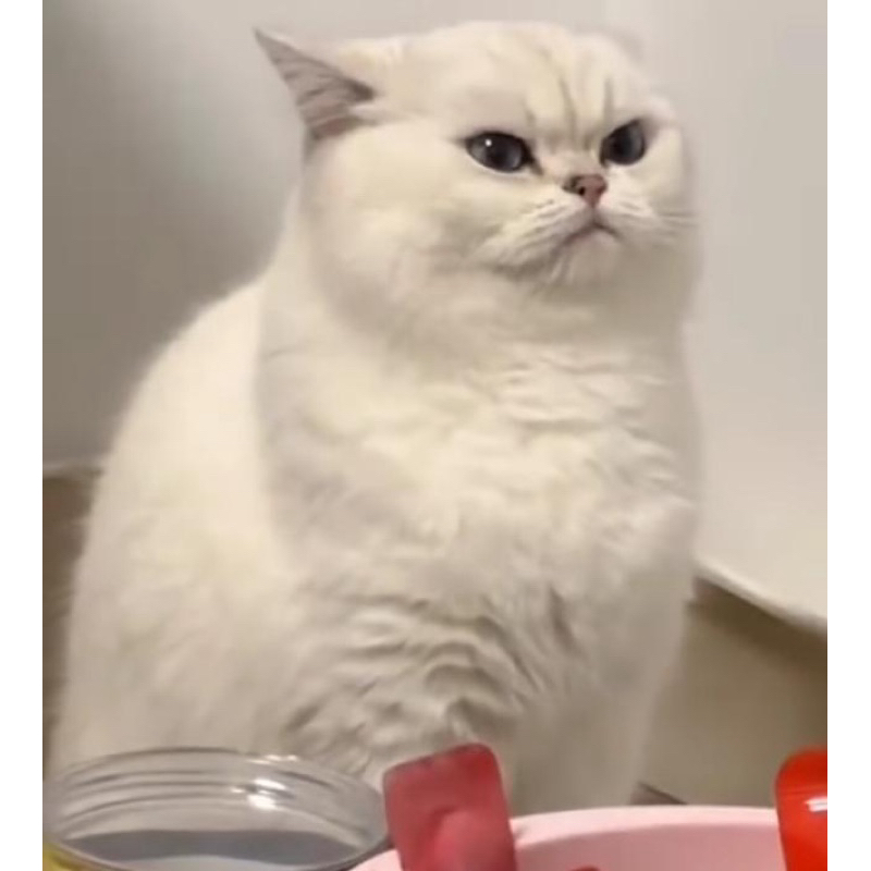 Baju kucing lucu /  Baju kucing / Seragam Kucing