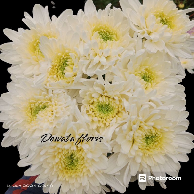 Bunga Potong Segar Krisan Putih