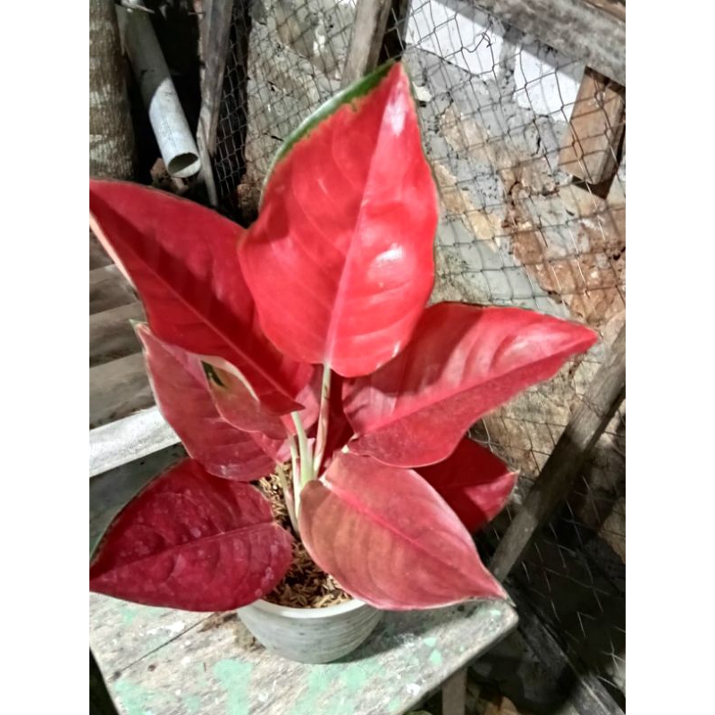 aglonema suksom compacta jumbo