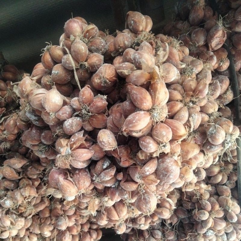

BIBIT BAWANG MERAH UNGGULAN ASLI DARI NGANJUL