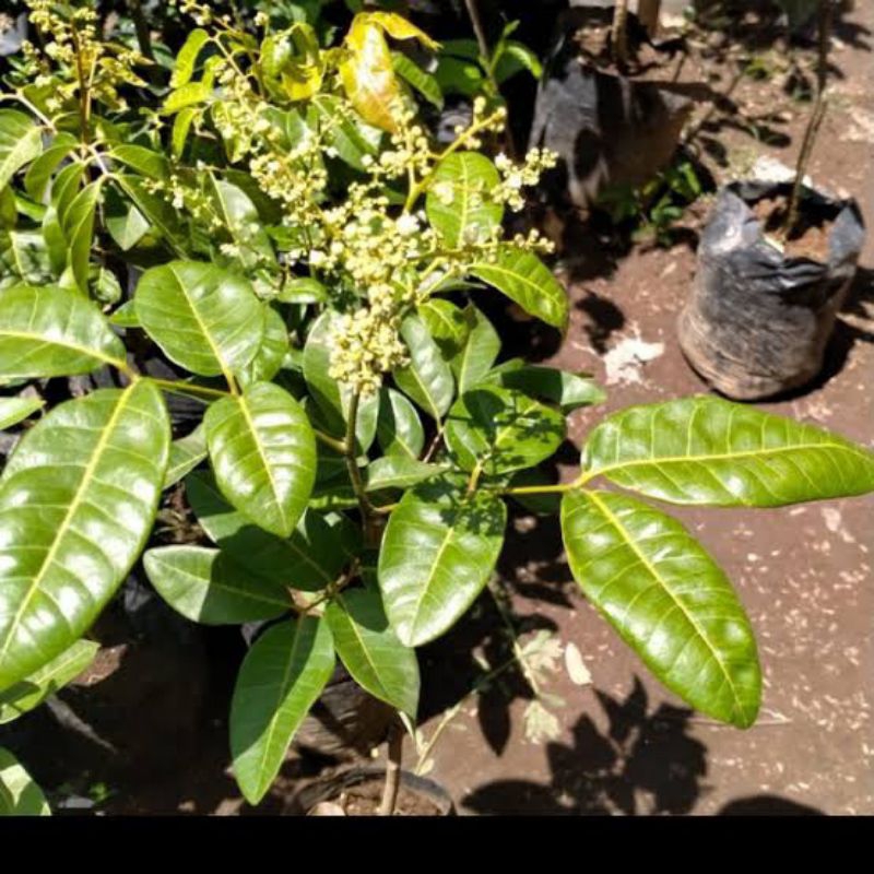 Bibit Kelengkeng Matalada Berbunga | Bibit Kelengkeng Berbunga Matalada Super