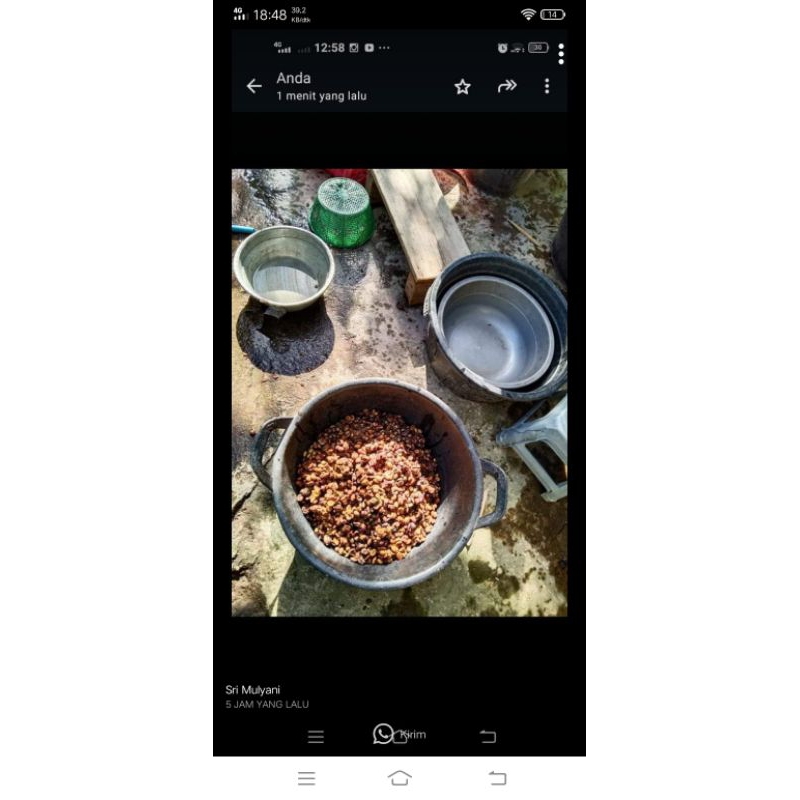 

kopi luwak liberica