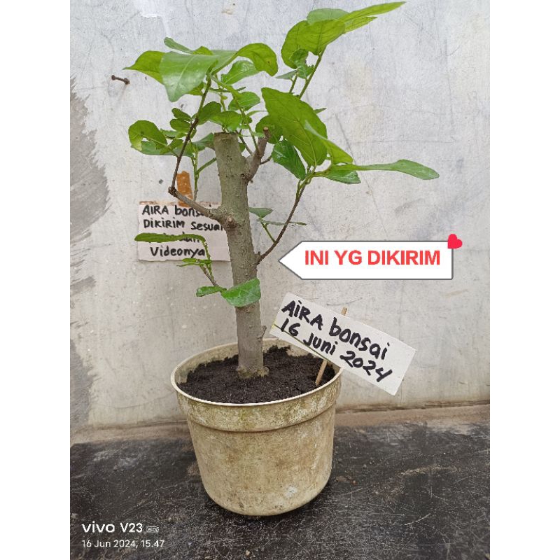 bahan bonsai serut lurus hidup berakar