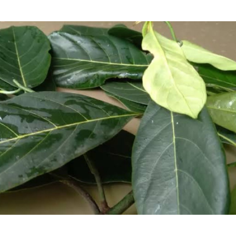 

Daun nangka segar petik langsung 250 gram-az