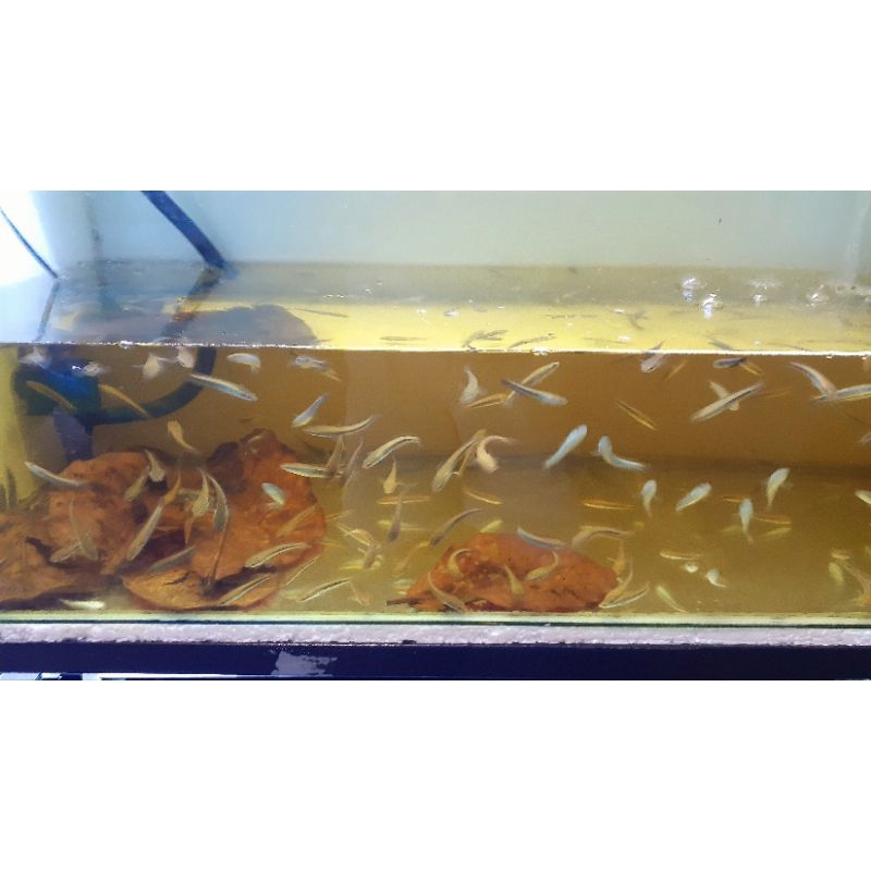 COD PARTAI 10 EKOR CHANNA MARU YELLOW SENTARUM/MARU YS SORTIRAN TERBAIK BERGARANSI 100%,Aman Amanah 