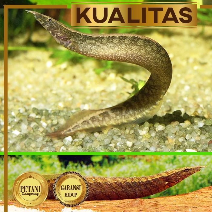 Sili Bambu 10cm+ Ikan Hias Aquascape Hiasan Aquarium Tanaman Air Tawar