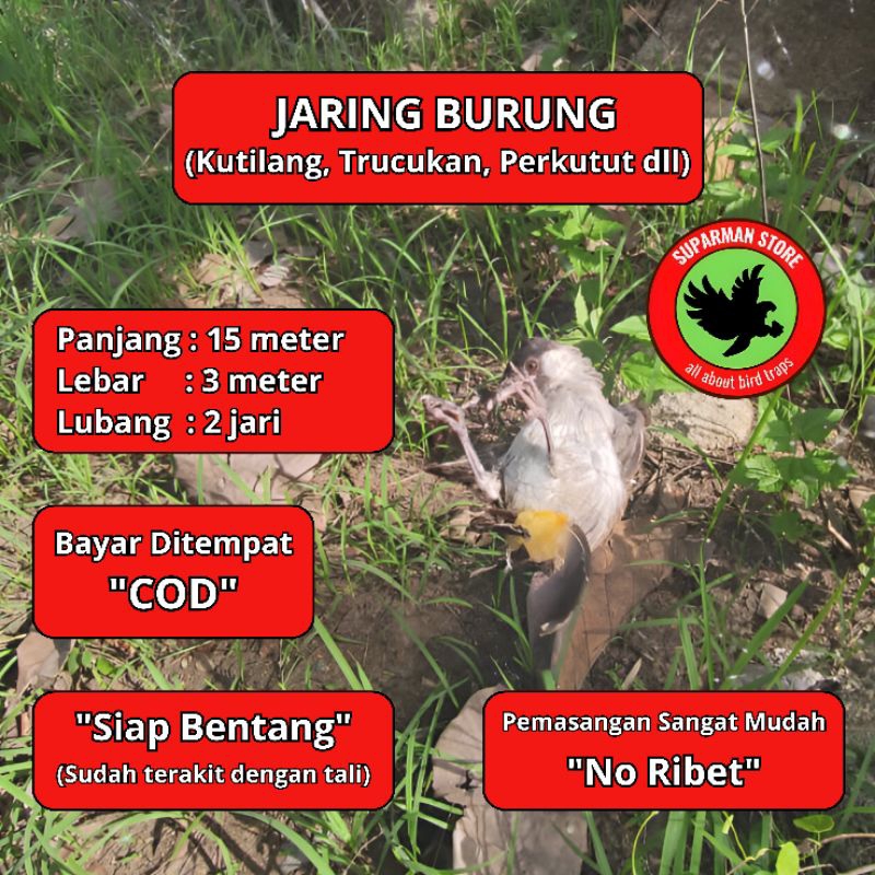 JARING BURUNG KUTILANG 10JARING BURUNG GENTILANG JARING BURUNG KETILANG JARING BURUNG MERBAH JARINGJ