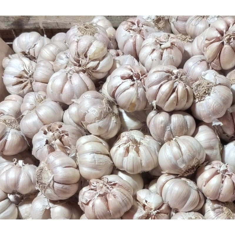 

BAWANG PUTIH (honan) murah 1 kg murah