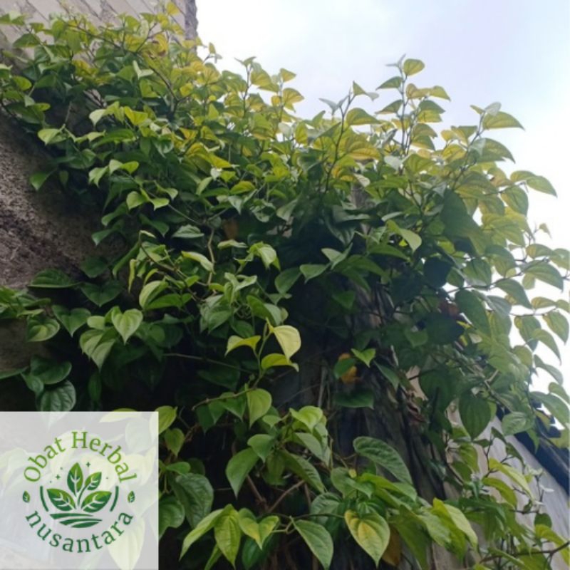 

Daun sirih segar /daun sirih fresh-daunsirihhijau 100%