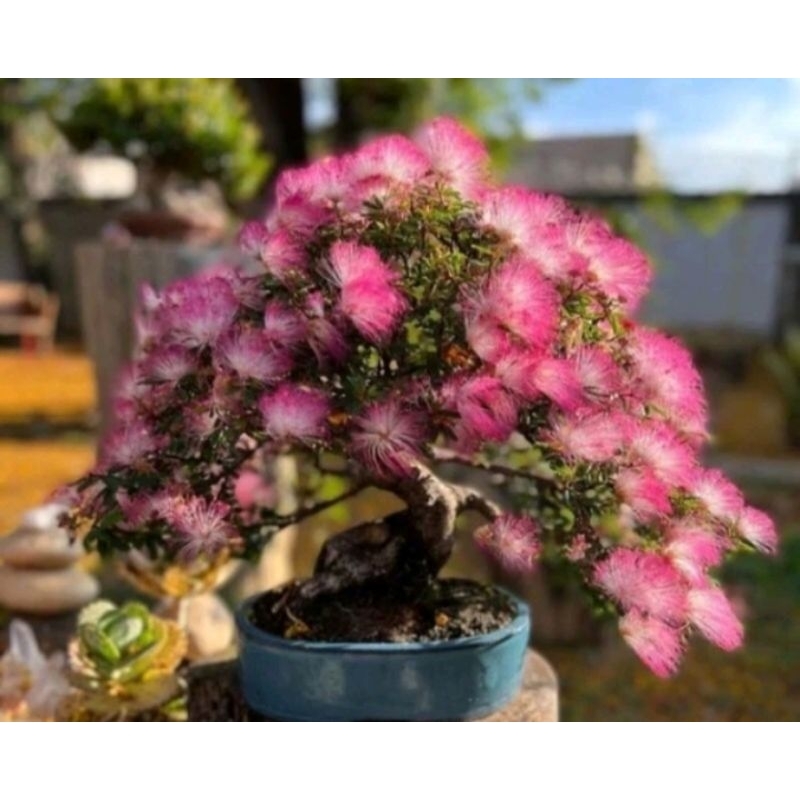 Tanaman hias Kaliandra sulimaraja