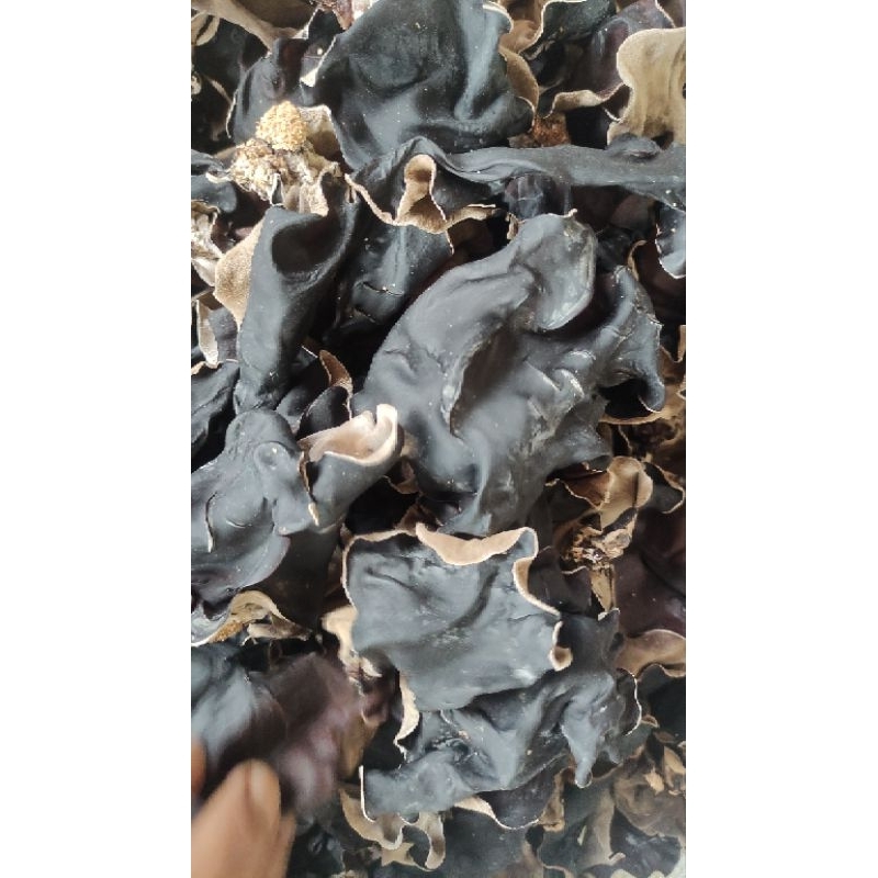 

Jamur kuping kering grade A panen pertama dried wood ear jelly ear 250g