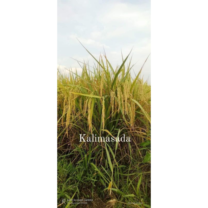 

PADI KALIMASADA KEMASAN 1KG