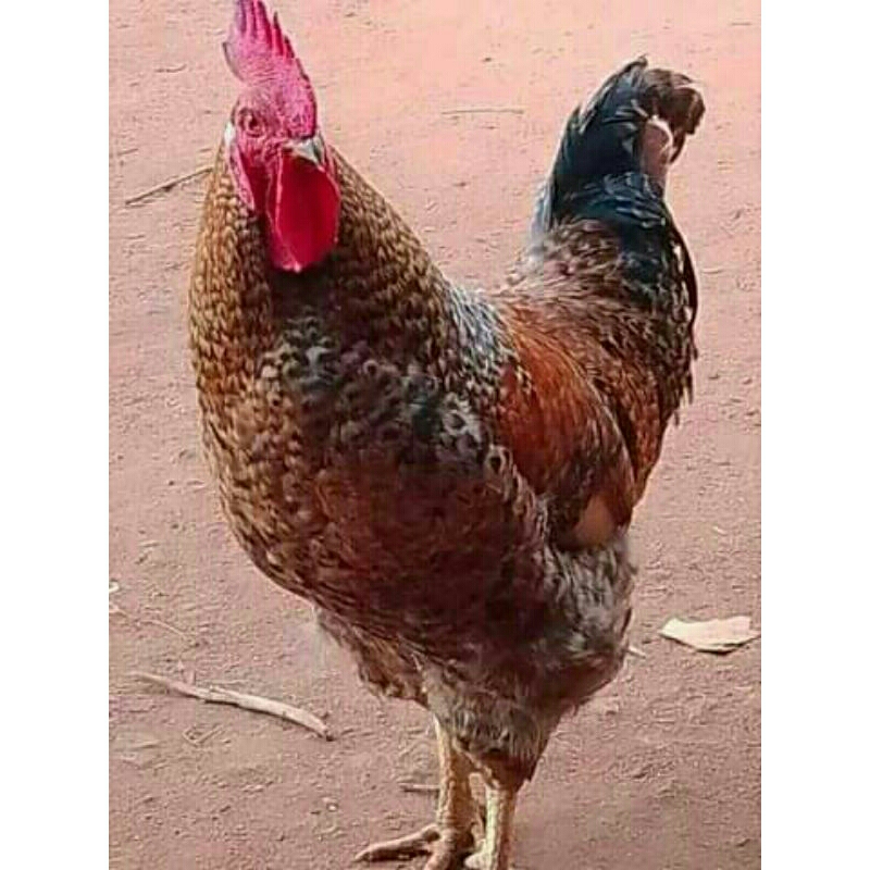 

telur ayam sasso ory impor telur fertil untukdi tetaskan