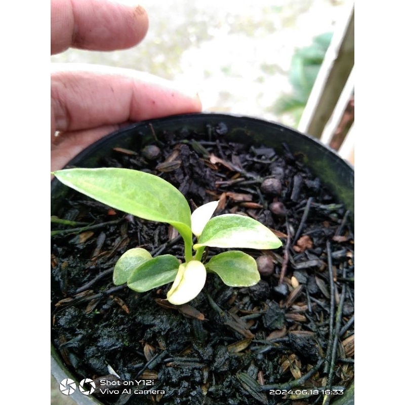 anturium jemani tanduk varigata