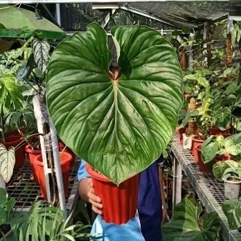Philodendron Plowmanii