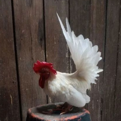 ayam putih kate
