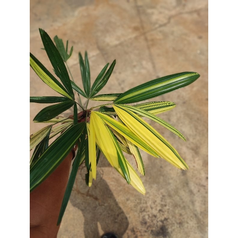 tanaman palem waregu varigata menor