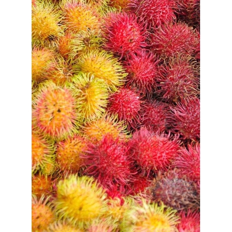 

rambutan segar 1kg