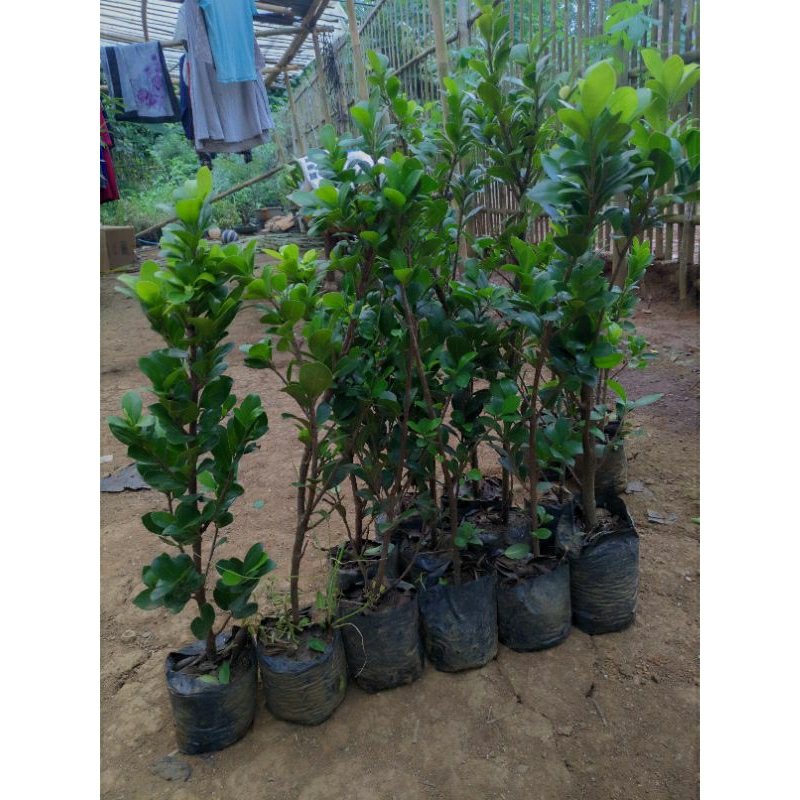 Paket bahan bonsai beringin kompakta 10 pohon