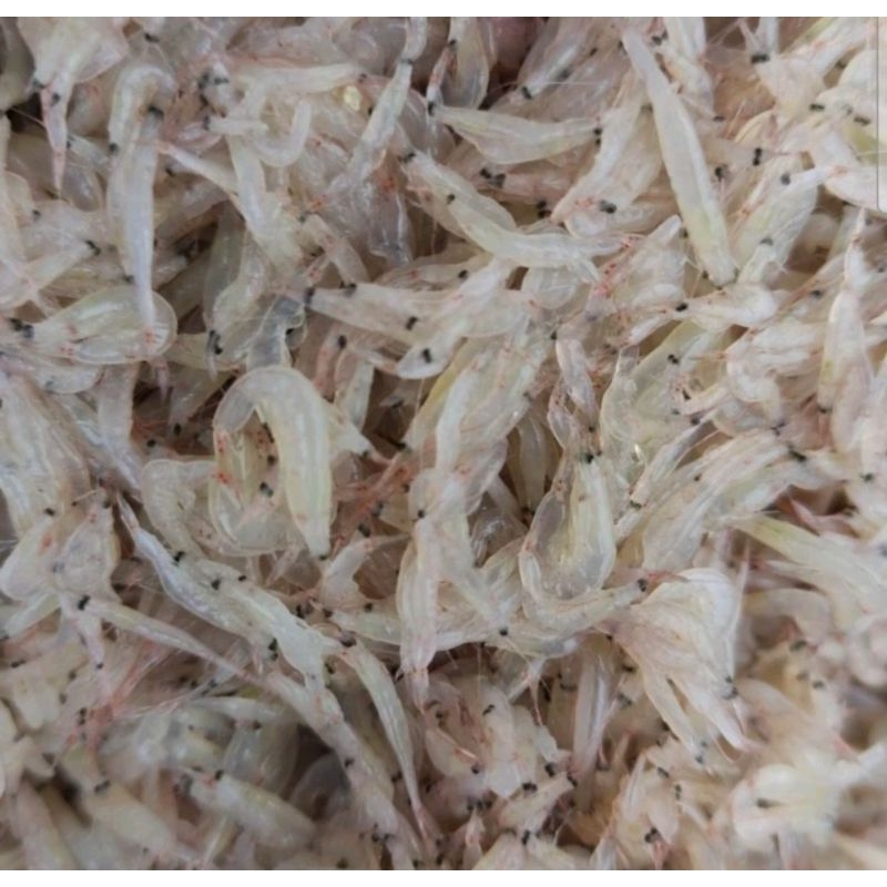 

udang rebon segar 1kg