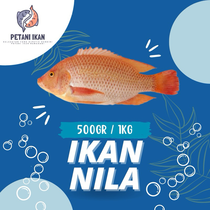 

IKAN NILA SEGAR 1KG 500gr (Non Frozen)