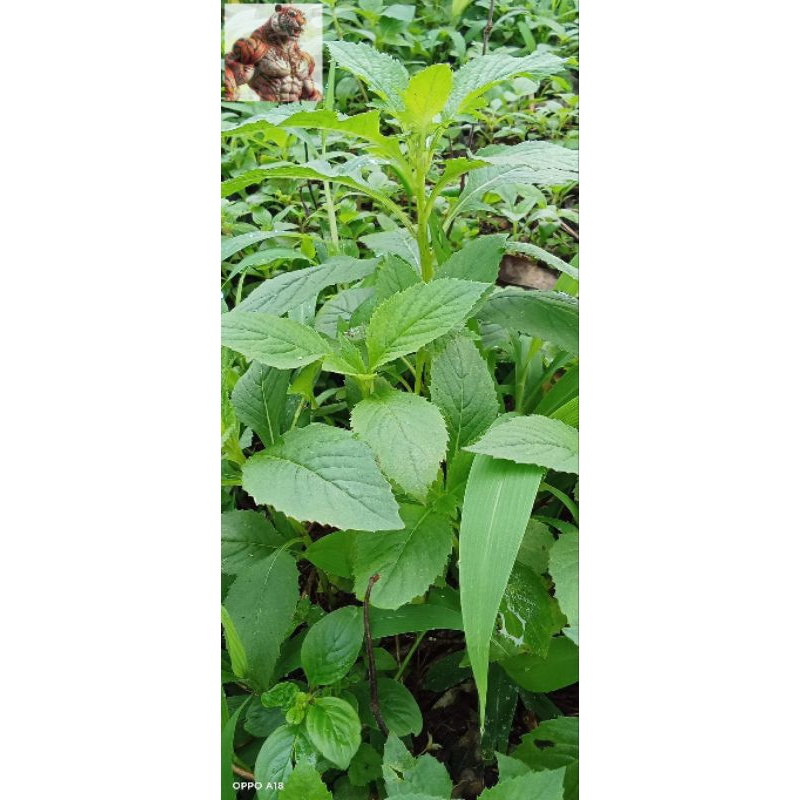

Bibit sintrong ejle lalapan daun