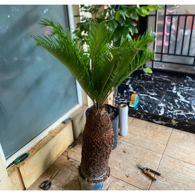 tanaman hias palem sikas bonggol besar - tanaman hias mawar jambe