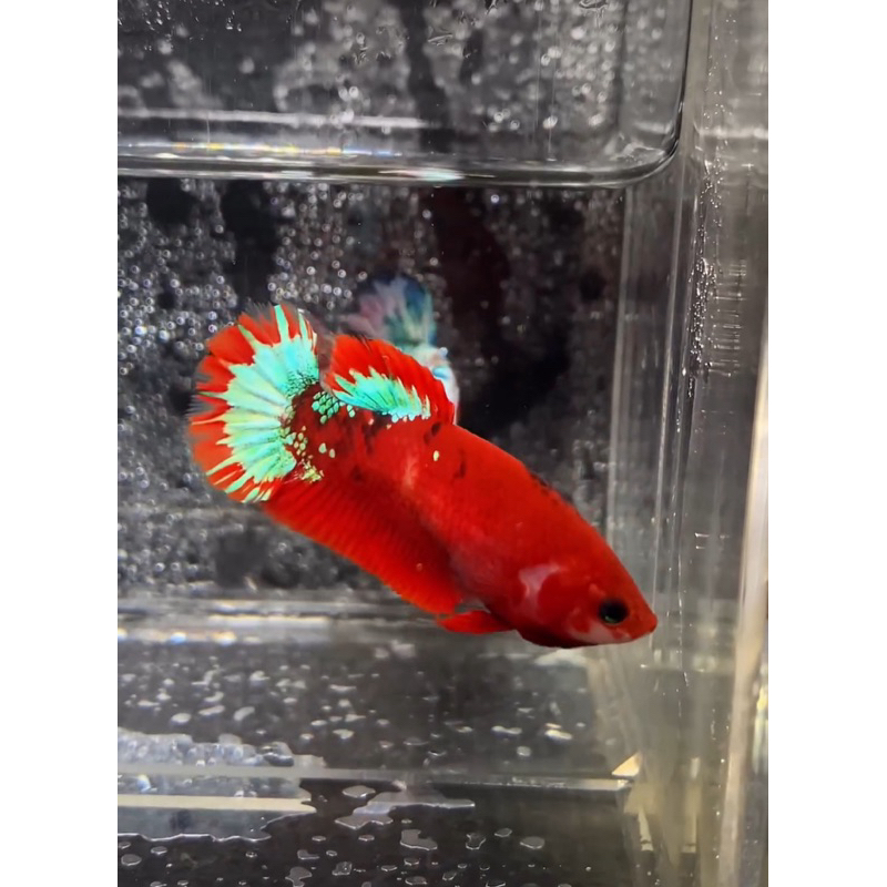 FM HELLBOY BOLD TOP GRADE