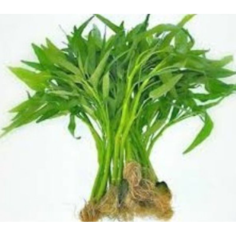 

sayur kangkung 1ikat