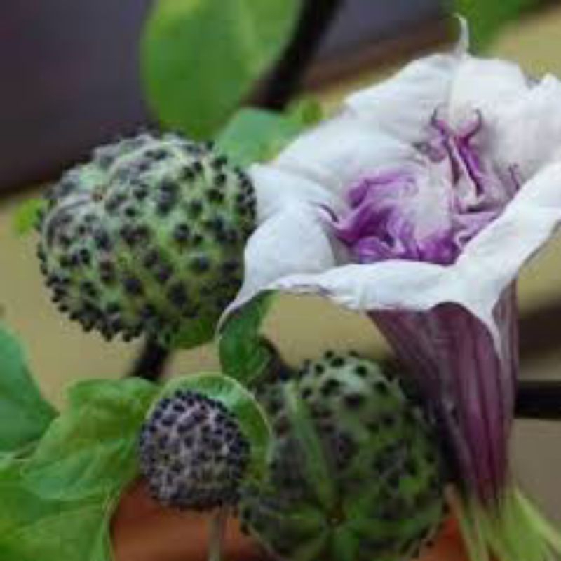 PROMO BIBIT KECUBUNG UNGU