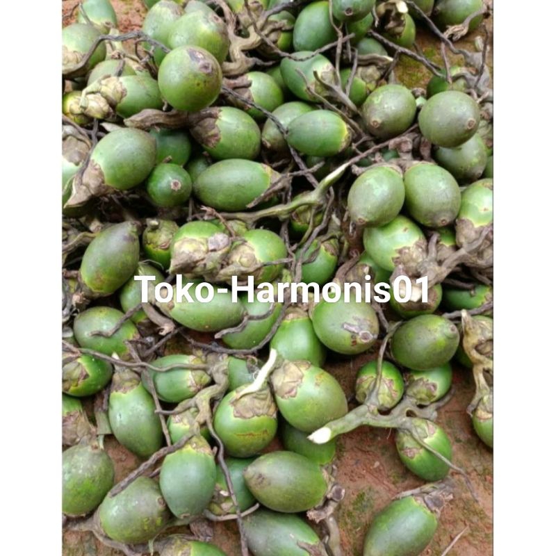 

Buah pinang muda HERBAL STAMINA PER 1 BUAH