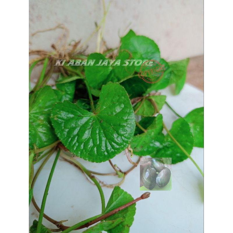 

lalapan daun Pegagan segar antanan herb 500 gram