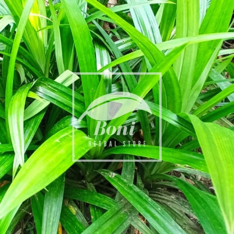 

Daun pandan segar pewangi makanan 500gram