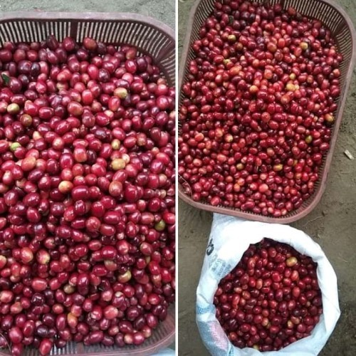 

Jual buah kopi arabika segar / matang 1 kg