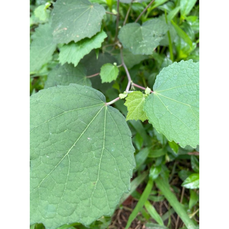 

Daun pulutan segar 500 gram petik langsung-az