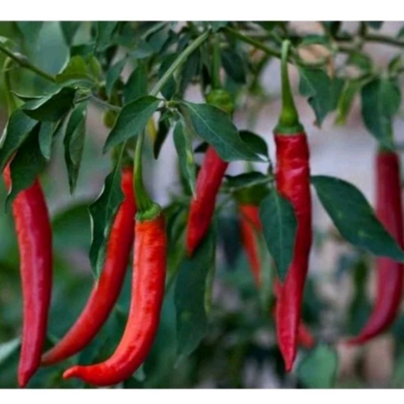 BIBIT CABAI BESAR MERAH SUPER || ±120
